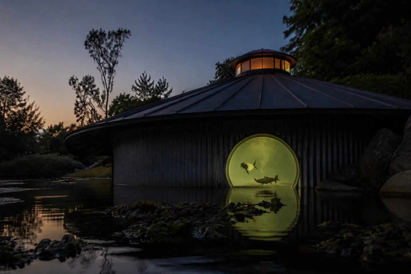 Dusk across the pond: the dark standing-seam cone and light drum low against the trees, the round fish window glowing warm at the waterline with two koi silhouetted